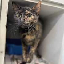 Thumbnail photo of Persimmon #2