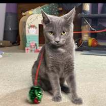 Thumbnail photo of Tinsel #2