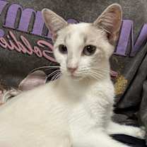 Thumbnail photo of Thorne #1