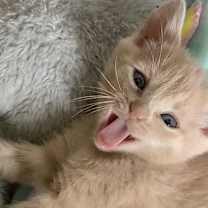 Thumbnail photo of Snow White #1