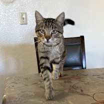 Thumbnail photo of Bruno #1