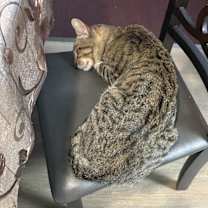 Thumbnail photo of Bruno #2