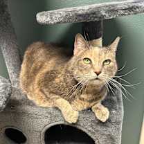 Thumbnail photo of Violet #1