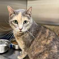 Thumbnail photo of Violet #2