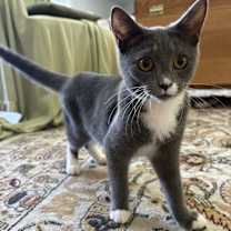 Thumbnail photo of Thumper #1