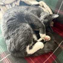 Thumbnail photo of Thumper #2