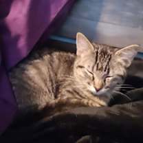 Thumbnail photo of Mabel (BOX1) #1