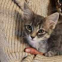 Thumbnail photo of Mabel (BOX1) #2