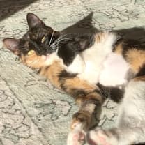 Thumbnail photo of Wobbles #1