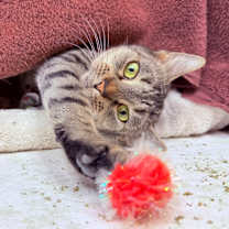 Thumbnail photo of Apple Blossom-See my video! #1