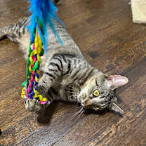 Thumbnail photo of Apple Blossom-See my video! #2