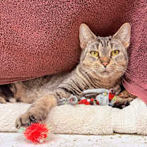 Thumbnail photo of Apple Blossom-See my video! #3