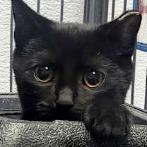 Thumbnail photo of Muffin #1