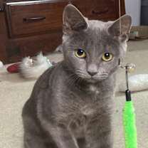 Thumbnail photo of Tinsel #4