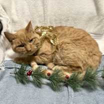 Thumbnail photo of Baguette #3