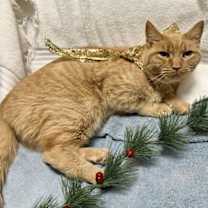 Thumbnail photo of Baguette #4