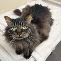 Thumbnail photo of Fluffy #1