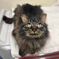 Thumbnail photo of Fluffy #2