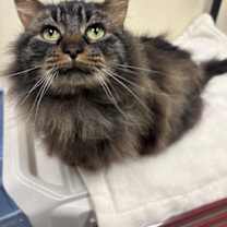 Thumbnail photo of Fluffy #4