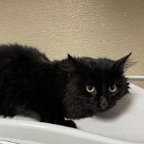 Thumbnail photo of Maddox #2