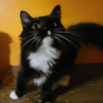 Thumbnail photo of MITILDA #1