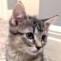 Thumbnail photo of Emi and Cinna #2