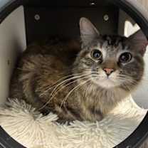 Thumbnail photo of *Bibbidi* #2