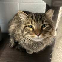 Thumbnail photo of *Bobbidi* #1