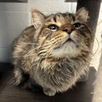 Thumbnail photo of *Bobbidi* #2