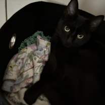 Thumbnail photo of Nyx #1