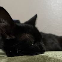 Thumbnail photo of Nyx #2