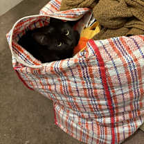 Thumbnail photo of Nyx #3