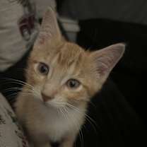 Thumbnail photo of Mufasa #1