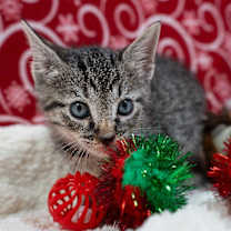 Thumbnail photo of Rory #1