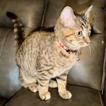 Thumbnail photo of KITTEN CANVAS #2