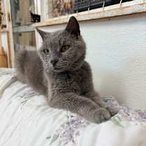 Thumbnail photo of Cami #3