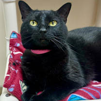 Thumbnail photo of Amber #1