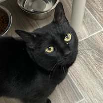 Thumbnail photo of Amber #2