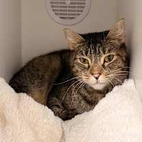 Thumbnail photo of Linetti #1