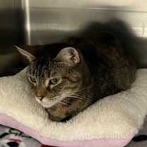 Thumbnail photo of Linetti #2