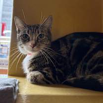 Thumbnail photo of Cami #1