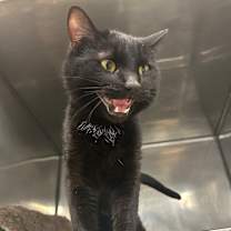 Thumbnail photo of Siracha #1