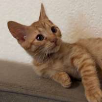 Thumbnail photo of Finley 2 #2