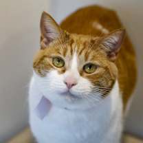 Thumbnail photo of Callie  #1