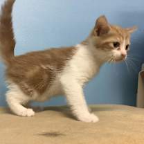 Thumbnail photo of Callie  #2