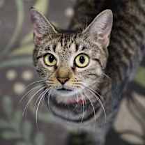 Thumbnail photo of Roxy #4