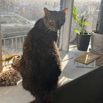 Thumbnail photo of Nala  #4