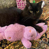 Thumbnail photo of Casper #2