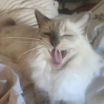 Thumbnail photo of Loulou #3