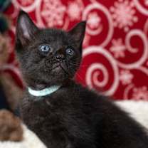 Thumbnail photo of Jasper #2